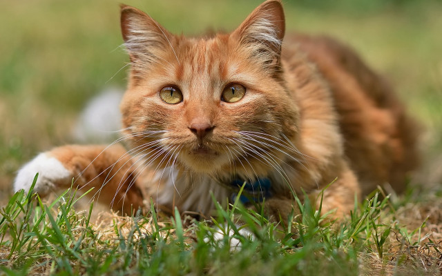 Sad cat in grass outdoors #7 free wallpaper for desktop - medium preview image