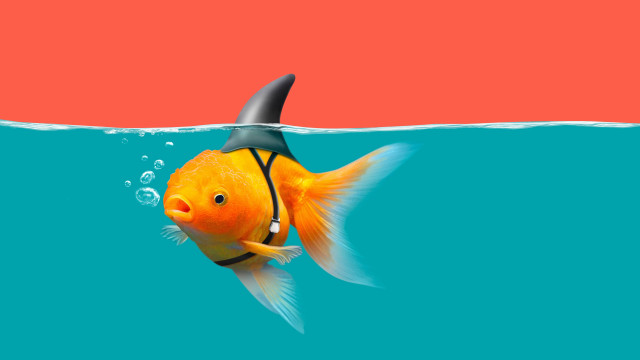 Goldfish sharkfin water red blue free wallpaper for desktop - medium preview image
