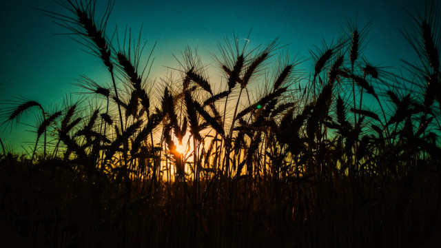 Sunset wheat field clouds backlighting free wallpaper for desktop - medium preview image