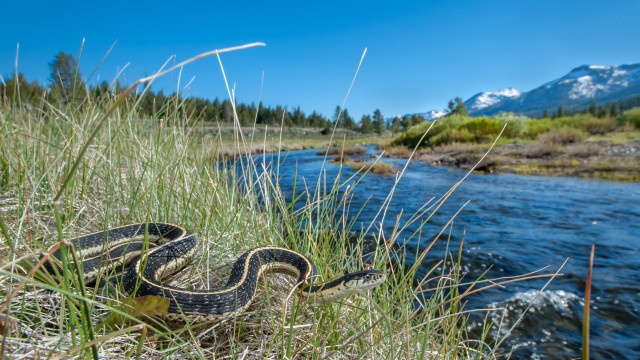 Snake grass riverbank mountains tiltshift free wallpaper for desktop - medium preview image