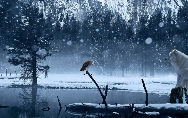 White wolf bird snow aurora free wallpaper for desktop - medium preview image