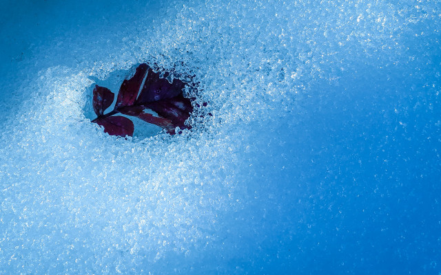 Flower blue butterfly moonlight starry free wallpaper for desktop - medium preview image