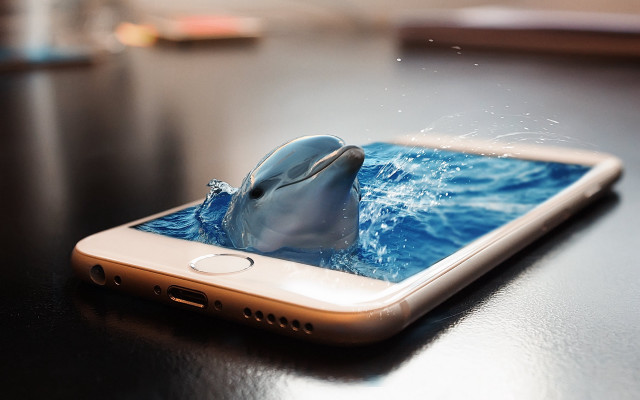 Dolphin jumping water cellphone ocean free wallpaper for desktop - medium preview image