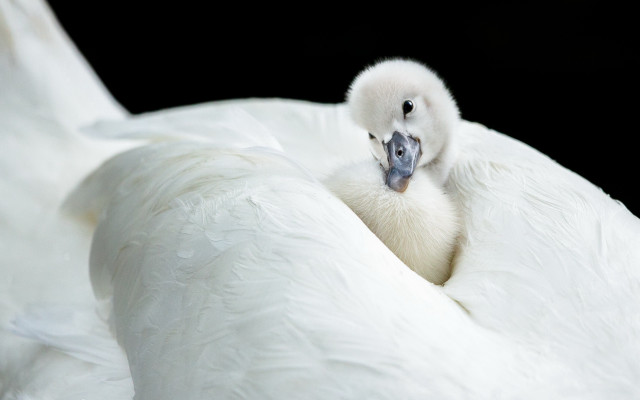 White swan blue beak black free wallpaper for desktop - medium preview image