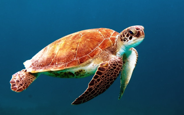 Turtle swimming ocean blue background free wallpaper for desktop - medium preview image