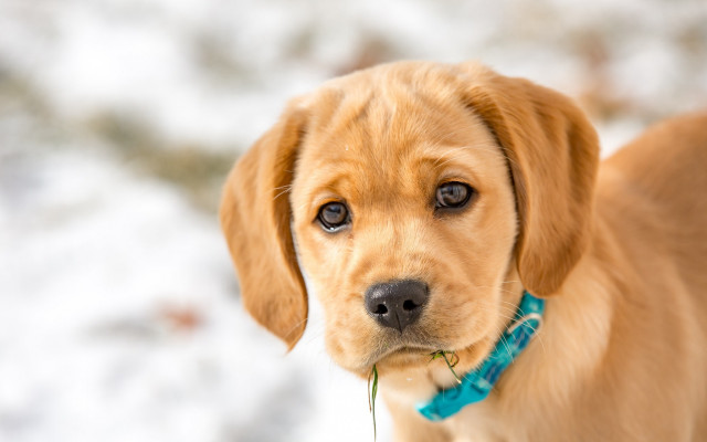 Dog blue collar snow plant free wallpaper for desktop - medium preview image
