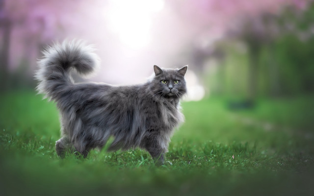 Fluffy gray cat field grass free wallpaper for desktop - medium preview image