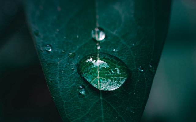 Water drop green leaf macro #4 free wallpaper for desktop - medium preview image