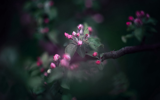 Pink flowers branch green leaves #2 free wallpaper for desktop - medium preview image