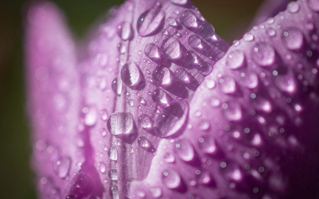 Purple flower water droplets macro #18 free wallpaper for desktop - medium preview image