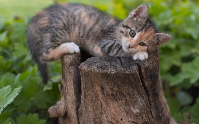Kitten stump grass curious animal free wallpaper for desktop - medium preview image