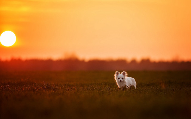 Small white dog sunset field free wallpaper for desktop - medium preview image