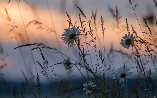 Field flowers sunset mountains twilight free wallpaper for desktop - medium preview image