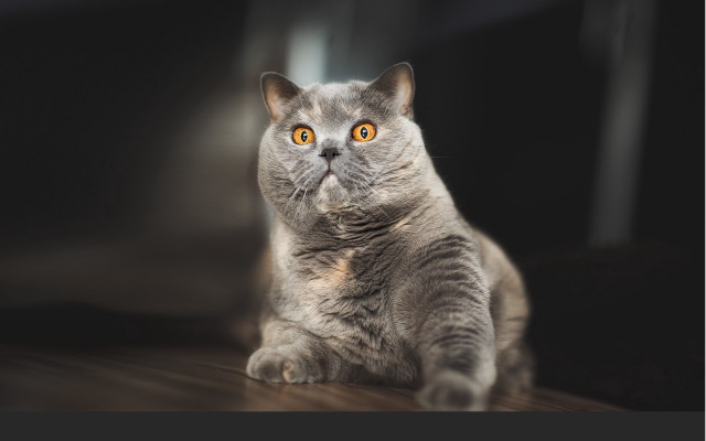 Cat yellow eyes wooden floor free wallpaper for desktop - medium preview image