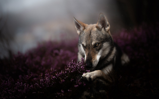 Wolf purple flowers resting portrait free wallpaper for desktop - medium preview image