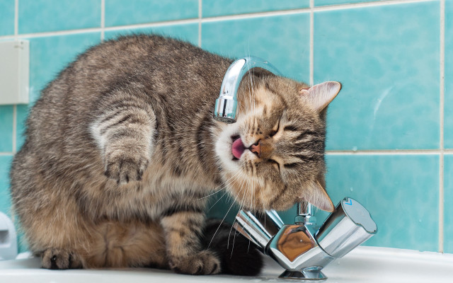 Cat drinking water faucet bathroom #2 free wallpaper for desktop - medium preview image