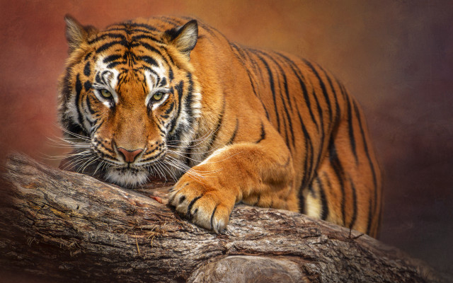 Sumatran tiger tree branch serious free wallpaper for desktop - medium preview image