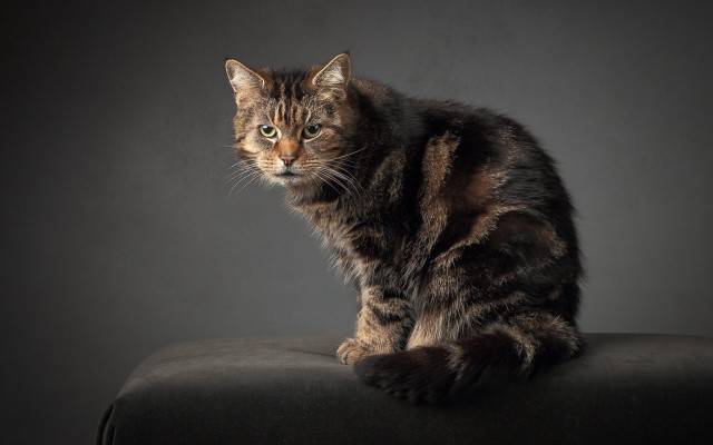 Cat black chair dark background free wallpaper for desktop - medium preview image