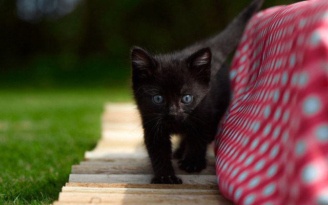 Black kitten wooden plank grass free wallpaper for desktop - medium preview image