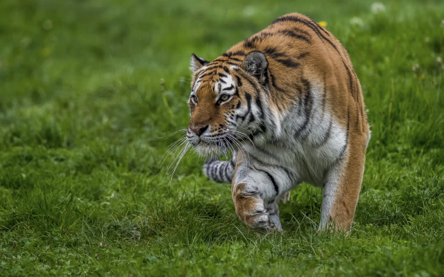 Tiger walking lush green field #6 free wallpaper for desktop - medium preview image