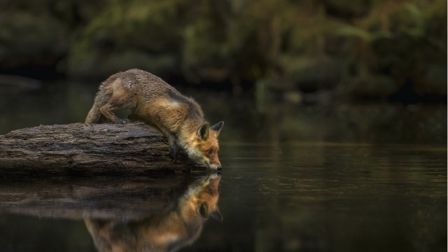 Fox pond log forest macro free wallpaper for desktop - medium preview image