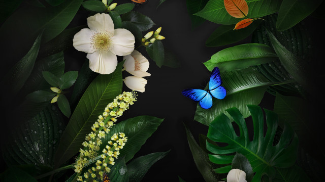 Blue butterfly green plant white free wallpaper for desktop - medium preview image