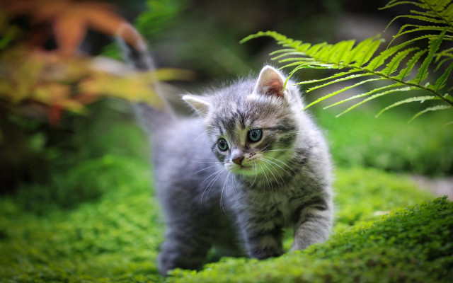 Small kitten forest curious animal free wallpaper for desktop - medium preview image