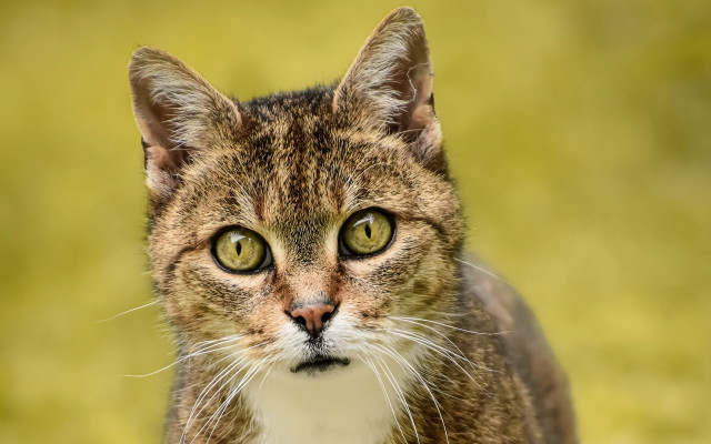 Cat green eyes grass background free wallpaper for desktop - medium preview image