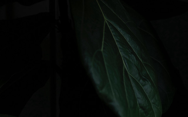 Green leaf dark cave raytraced free wallpaper for desktop - medium preview image