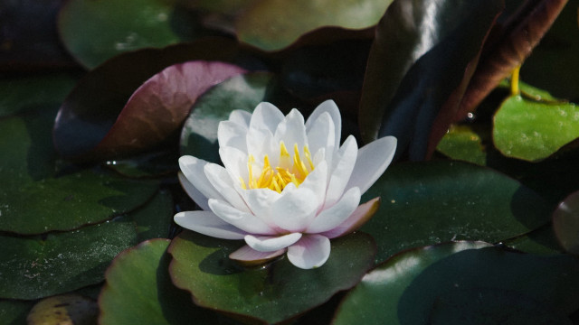 White water lily yellow center free wallpaper for desktop - medium preview image