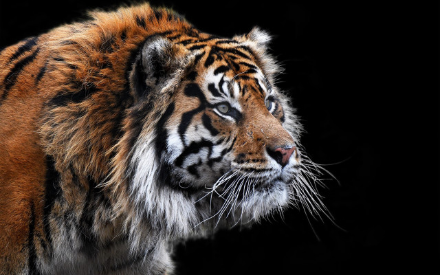 Tiger white stripe left facing free wallpaper for desktop - medium preview image