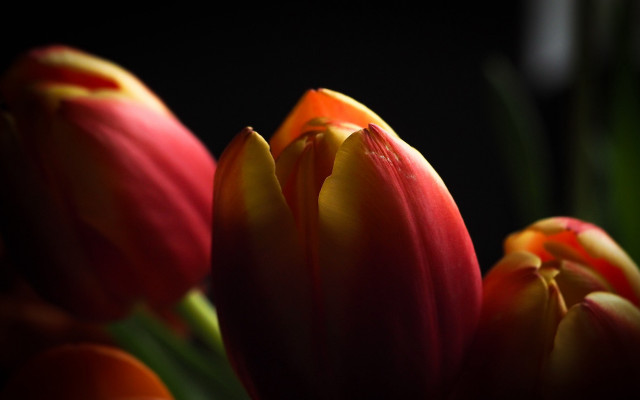 Flowers closeup blackbackground redcenter shallowdepth free wallpaper for desktop - medium preview image