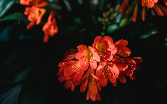 Red flowers green leaves dark free wallpaper for desktop - medium preview image
