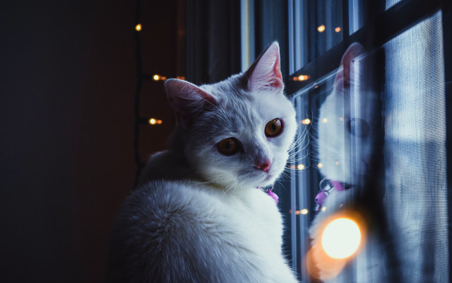 White cat window sill night #2 free wallpaper for desktop - medium preview image