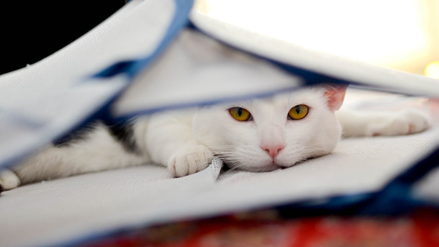 White cat under blanket blue free wallpaper for desktop - medium preview image