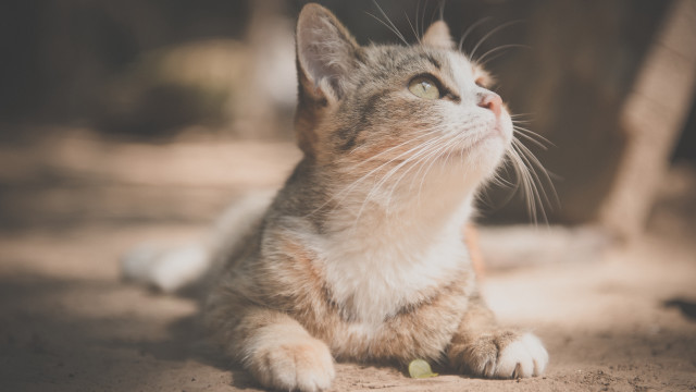 Cat looking up blurry background #8 free wallpaper for desktop - medium preview image