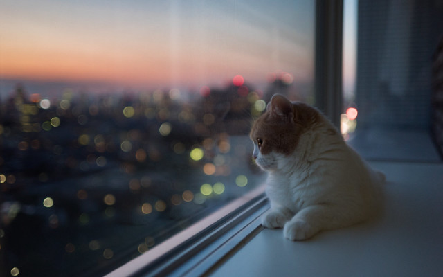 Cat city night bokeh christmas free wallpaper for desktop - medium preview image