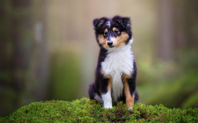 Small dog mossy grass forest free wallpaper for desktop - medium preview image