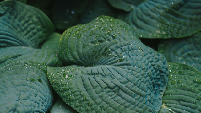 Green plant water droplets macro #2 free wallpaper for desktop - medium preview image