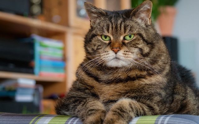 Serious cat green eyes couch free wallpaper for desktop - medium preview image