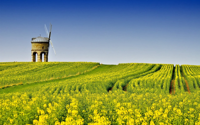 Windmill hill flower field tiltshift free wallpaper for desktop - medium preview image