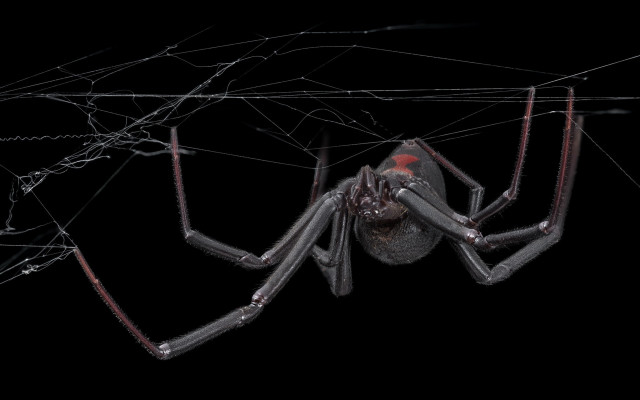 Large spider red eyes wires free wallpaper for desktop - medium preview image