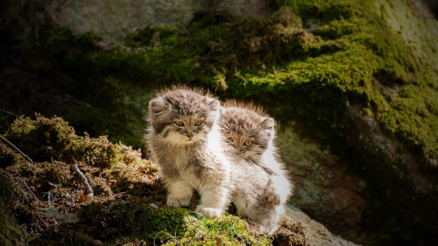 Fluffy kittens mossy rock smile free wallpaper for desktop - medium preview image