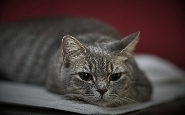 Sad cat blanket photorealistic blurry free wallpaper for desktop - medium preview image