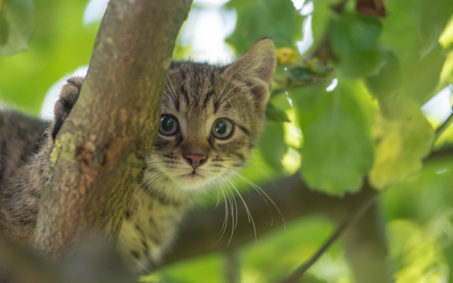 Kitten tree curious bokeh nature free wallpaper for desktop - medium preview image