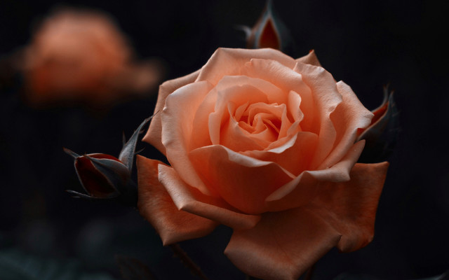 Orange rose black background leaves free wallpaper for desktop - medium preview image