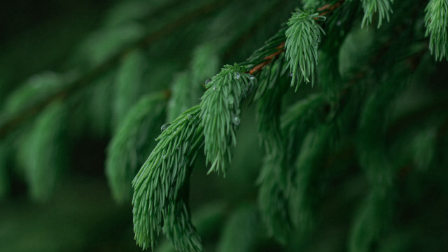 Pine branch water drops macro free wallpaper for desktop - medium preview image