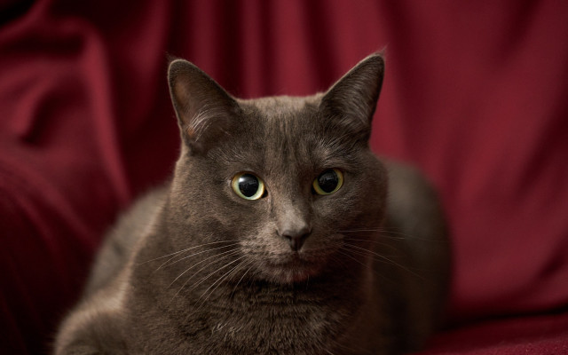 Cat red couch green eyes #2 free wallpaper for desktop - medium preview image