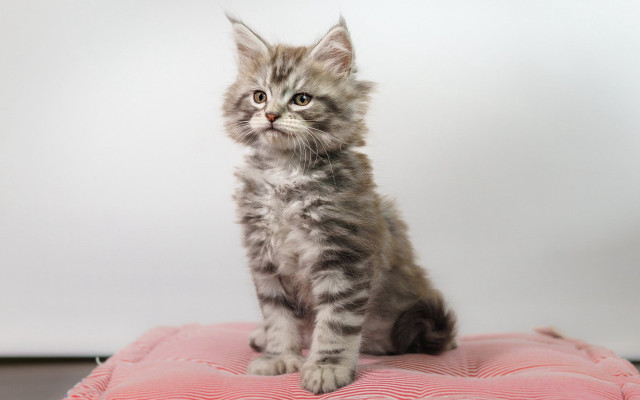 Small kitten pink cushion floor free wallpaper for desktop - medium preview image