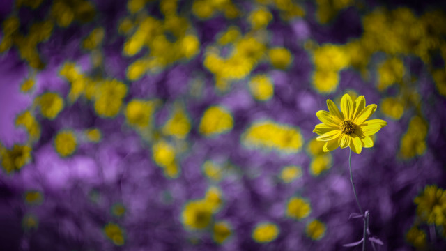 Yellow flower purple background blurry #2 free wallpaper for desktop - medium preview image